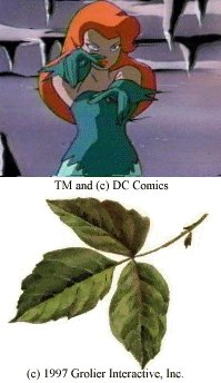 Picture of Poison Ivy
