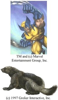 Picture of Wolverine